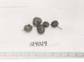 Click for 1 image(s) for this accession. FRUIT